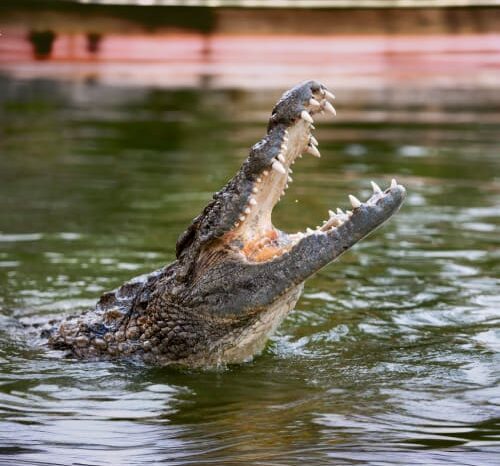 Dubai Crocodile Park